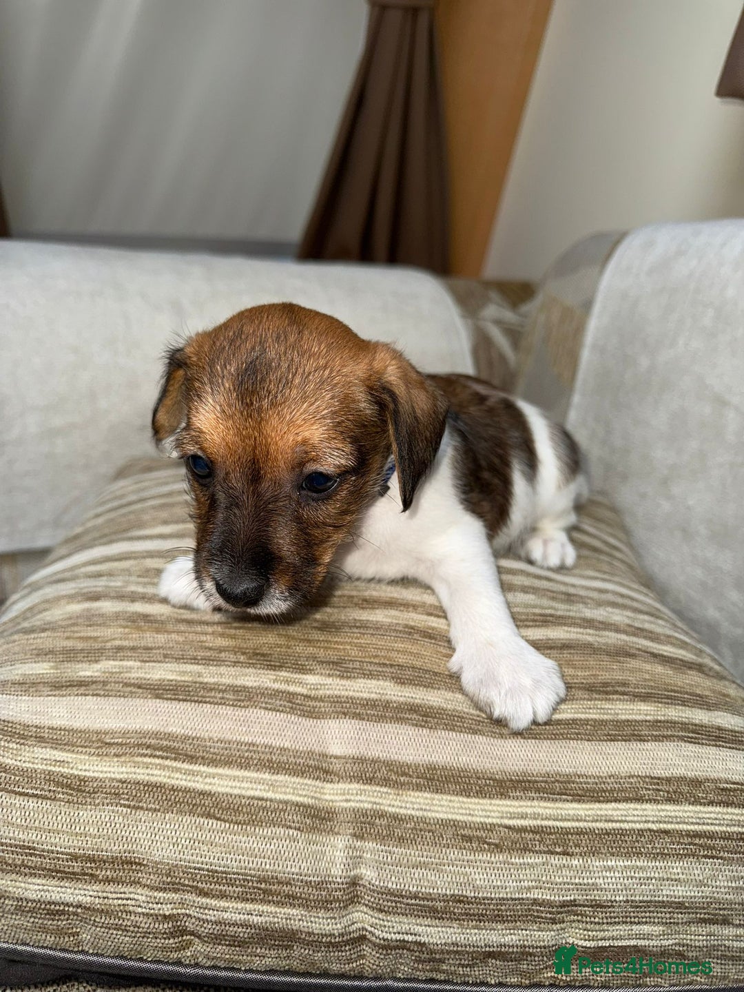 Jack Russell dogs for sale: Traditional jack russel pups tri coloured  - Image 9