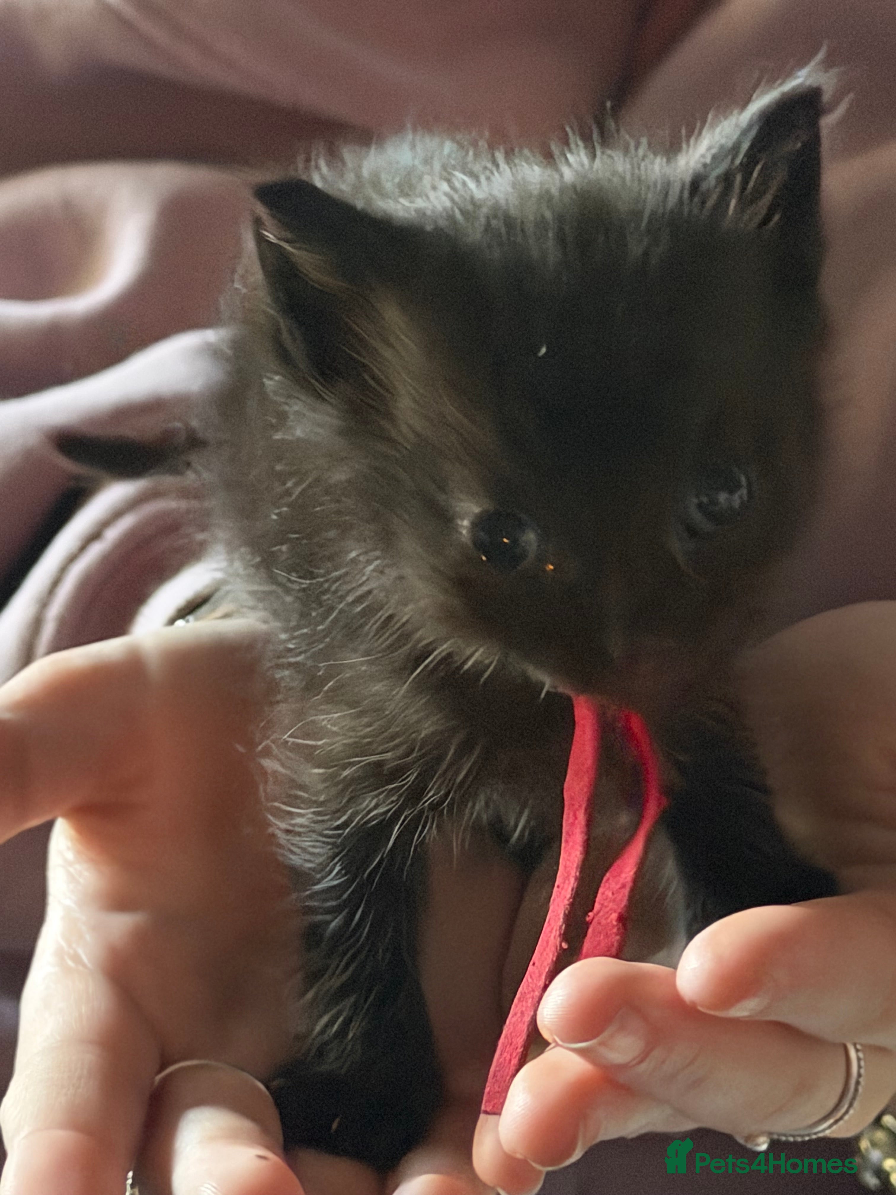 Mixed Breed cats 1 boy left ready to leave on 22nd May  - Advert 21