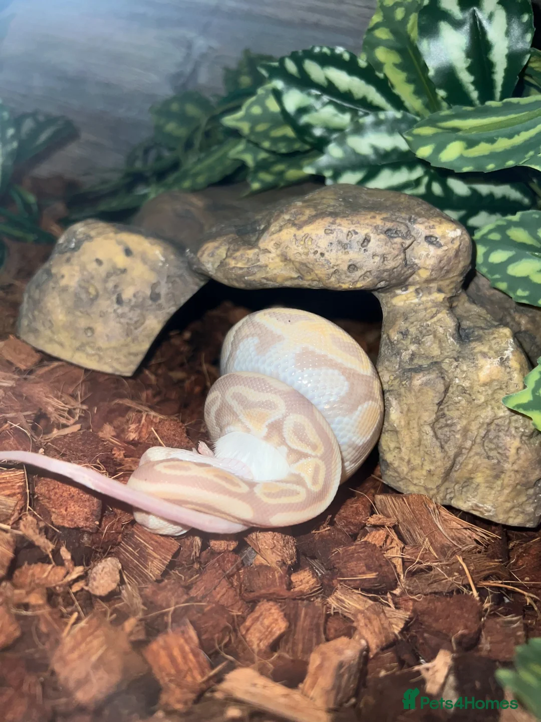 Python Snake reptiles for sale: Banana pastel royal python in Camberley - Advert 2