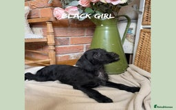 Mixed Breed dogs for sale: ☀️PERFECT POOGLES (beagleXminiature poodle)☀️ in Rhayader - Image 8