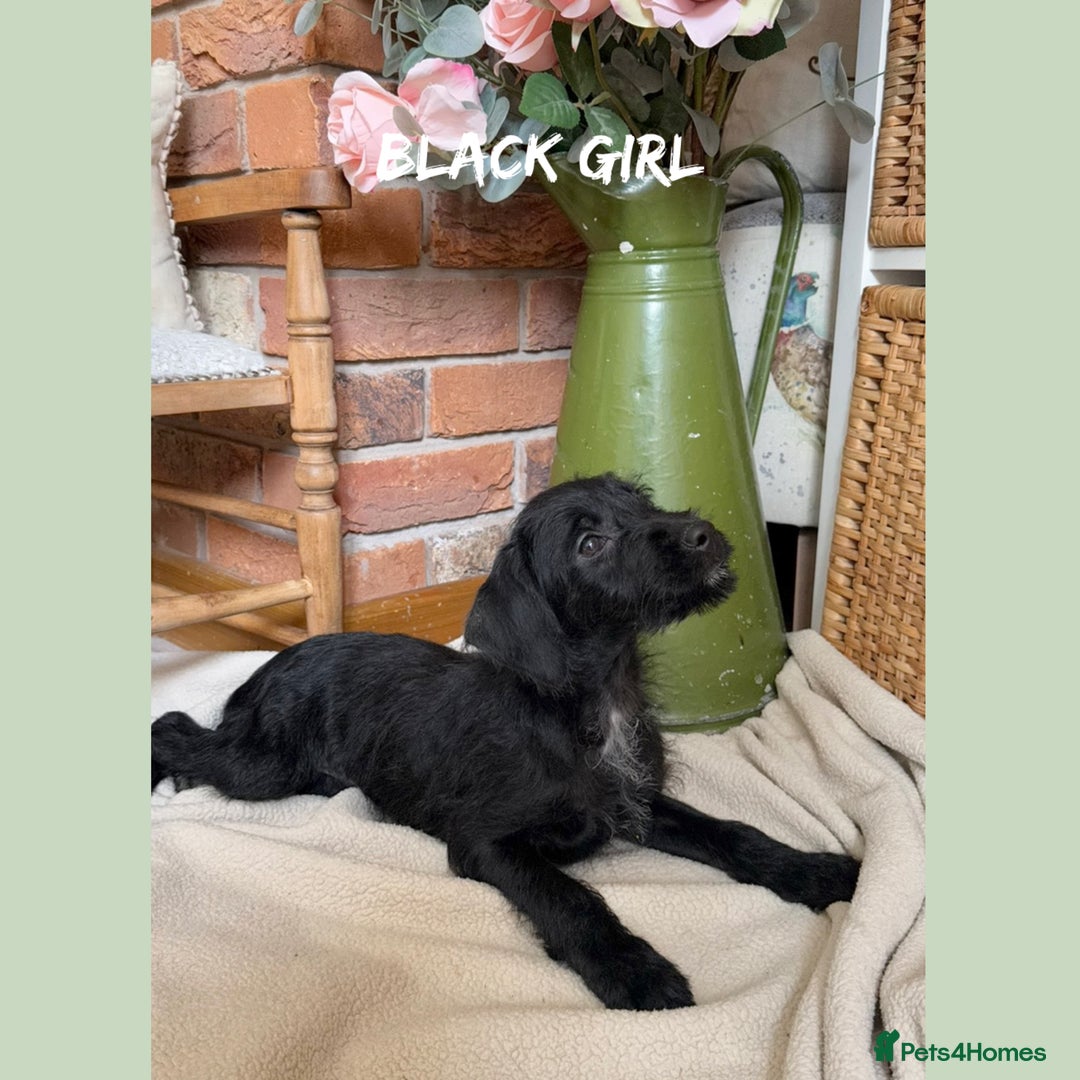 Mixed Breed dogs for sale: ☀️PERFECT POOGLES (beagleXminiature poodle)☀️ in Rhayader - Image 8