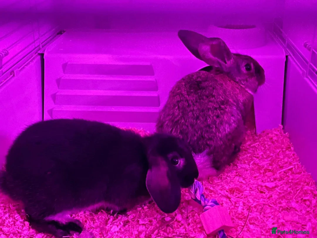Mixed Breed rabbits for sale: 2 Male Rabbits with cage - 12 weeks old  - Advert 1