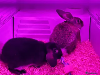 Mixed Breed rabbits 2 Male Rabbits with cage - 12 weeks old - Advert 2