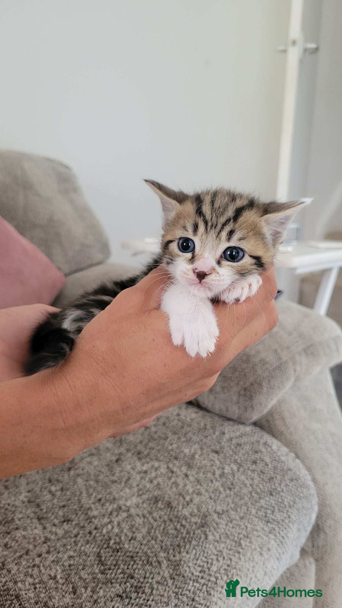Mixed Breed cats Beautiful cross mainecoon kittens  - Advert 18