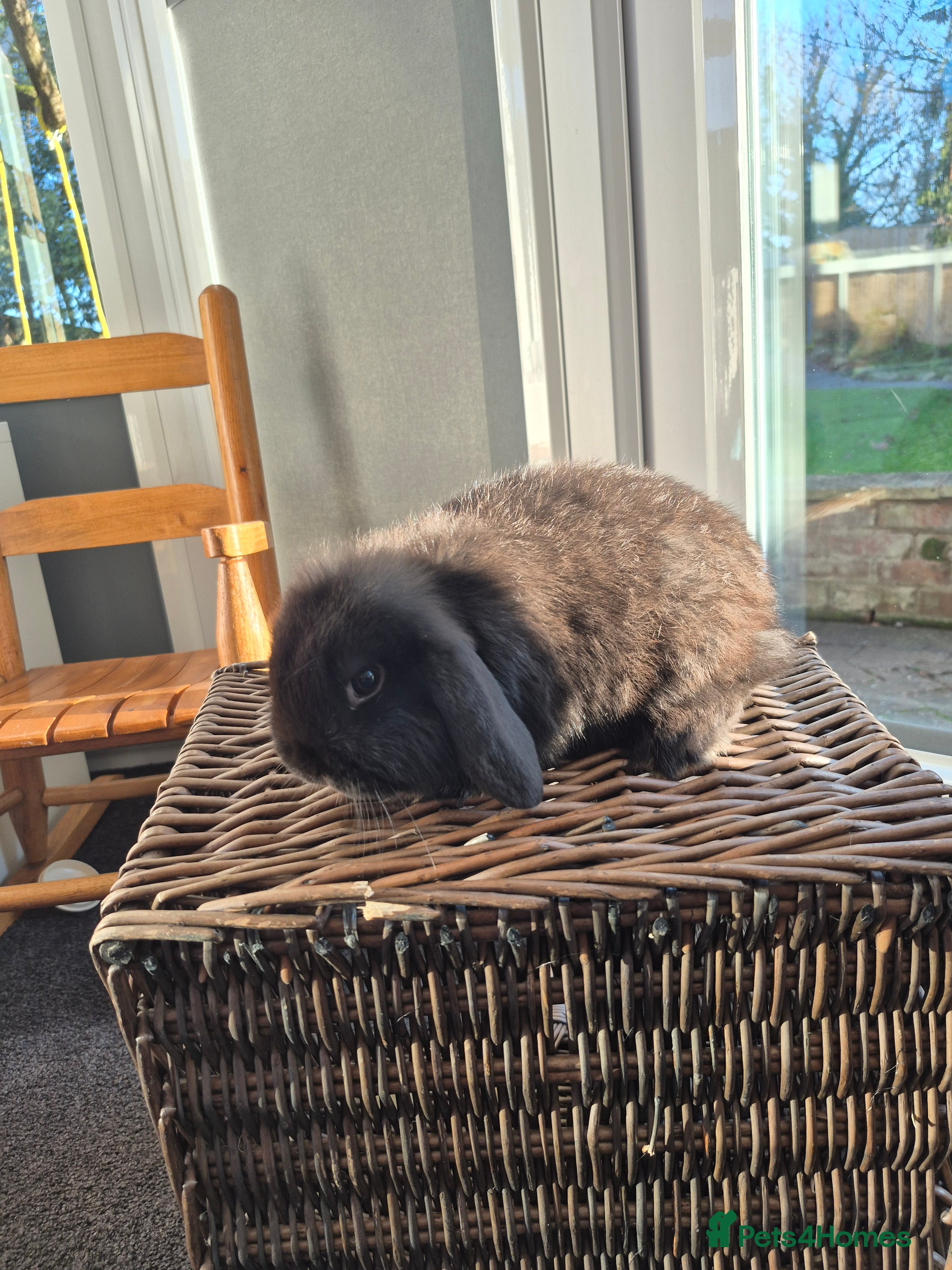 Mini Lop rabbits Mini lop buck - Advert 9