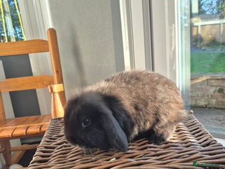Mini Lop rabbits Mini lop buck - Advert 9