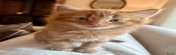 Mixed Breed cats for sale: Beautiful Ginger Kittens  - Advert 5