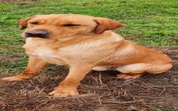 Labrador Retriever dogs for sale: Labrador puppys ⭐️ reduced price ⭐️ - Image 7
