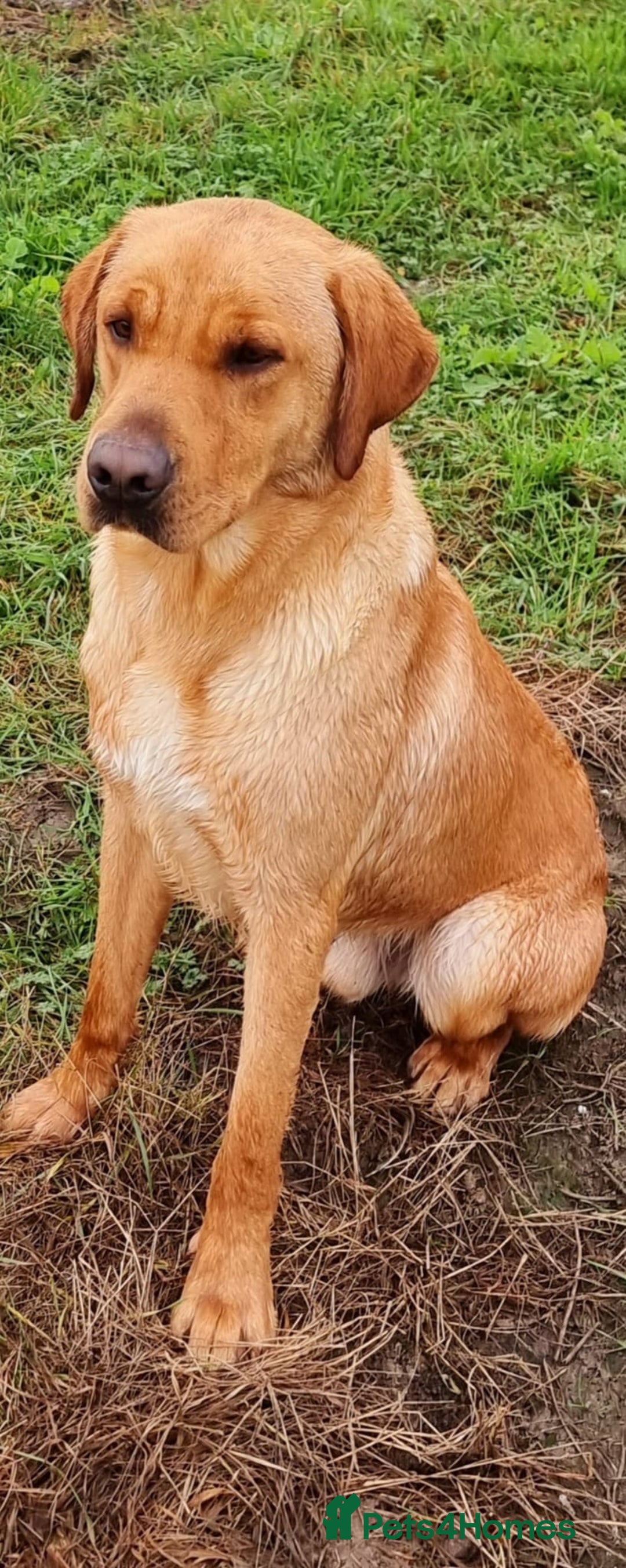 Labrador Retriever dogs for sale: Labrador puppys ⭐️ reduced price ⭐️ - Image 7