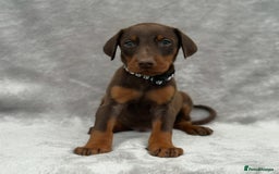 Dobermann dogs for sale: Kc Reg.European Blood lines Doberman Puppies - Image 1
