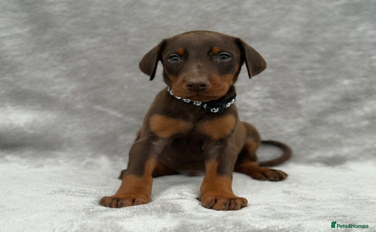 Dobermann dogs - Advert 4