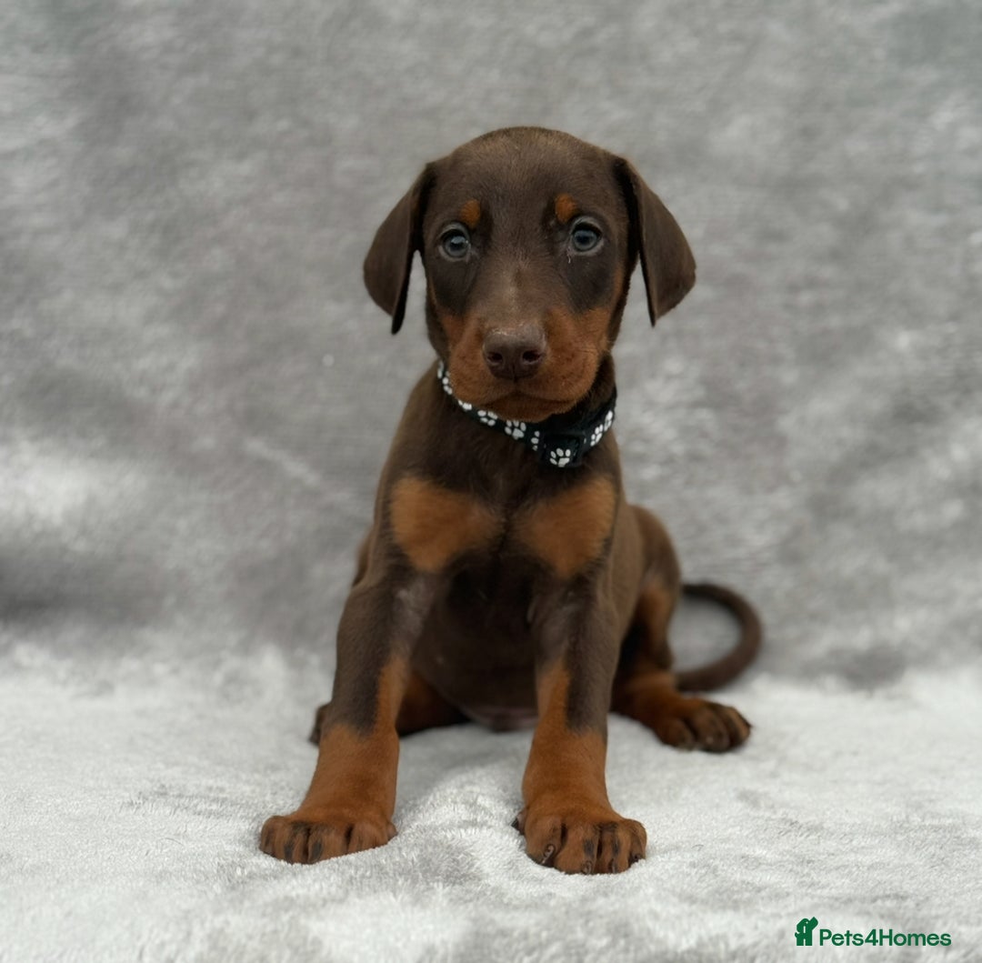 Dobermann dogs for sale: Kc Reg.European Blood lines Doberman Puppies - Image 1