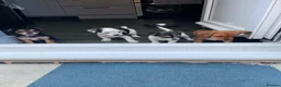 Jack Russell dogs for sale: Jack Russel puppy  - Advert 5