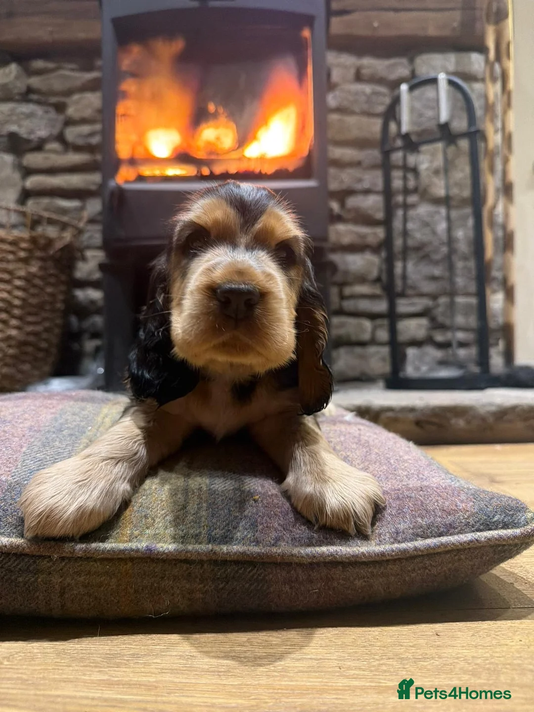 Cocker Spaniel dogs for sale: Stunning sable show cocker puppies in Kendal - Advert 21