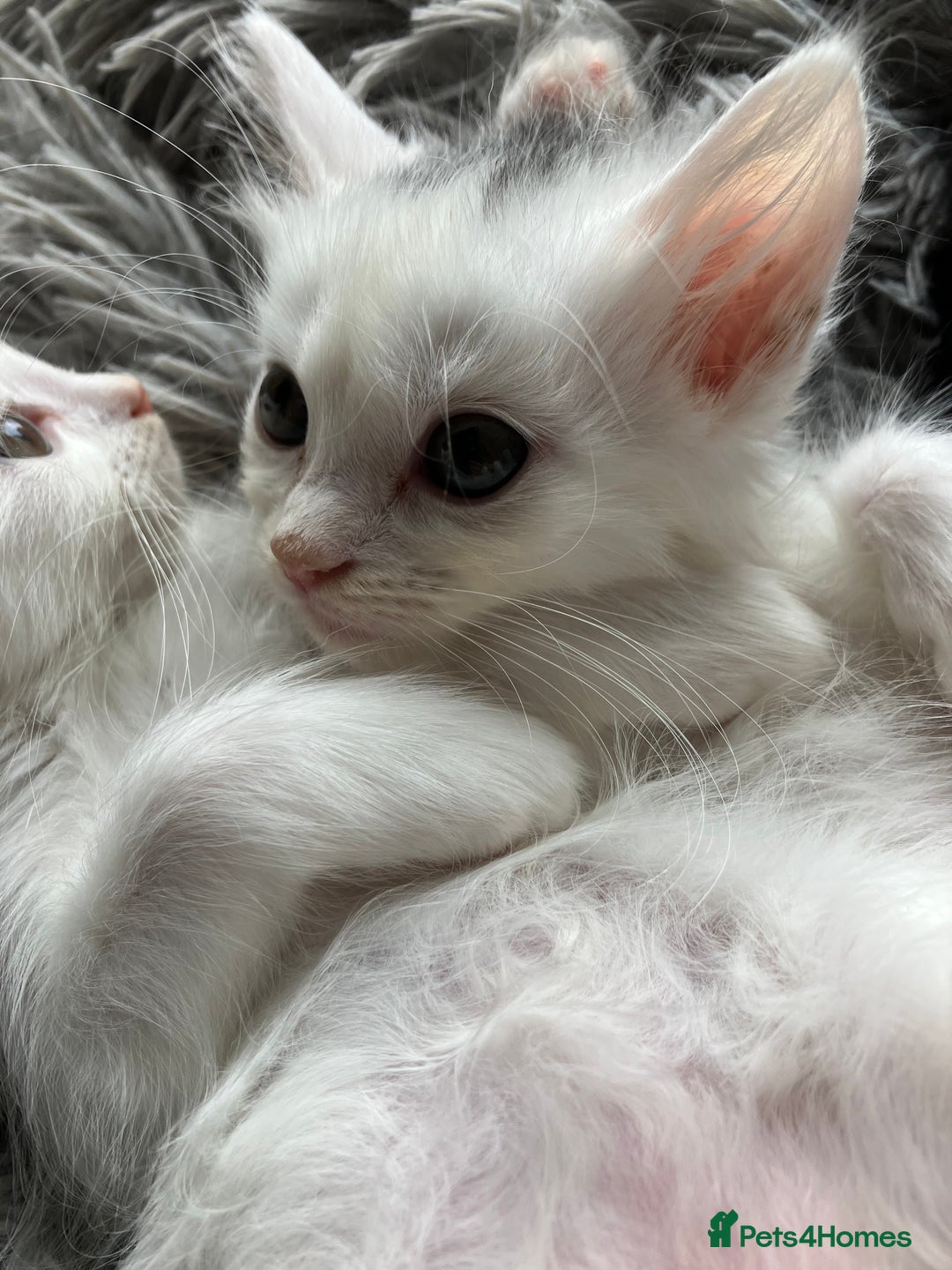 Mixed Breed cats for sale: Lovely little kittens for sale - Image 14