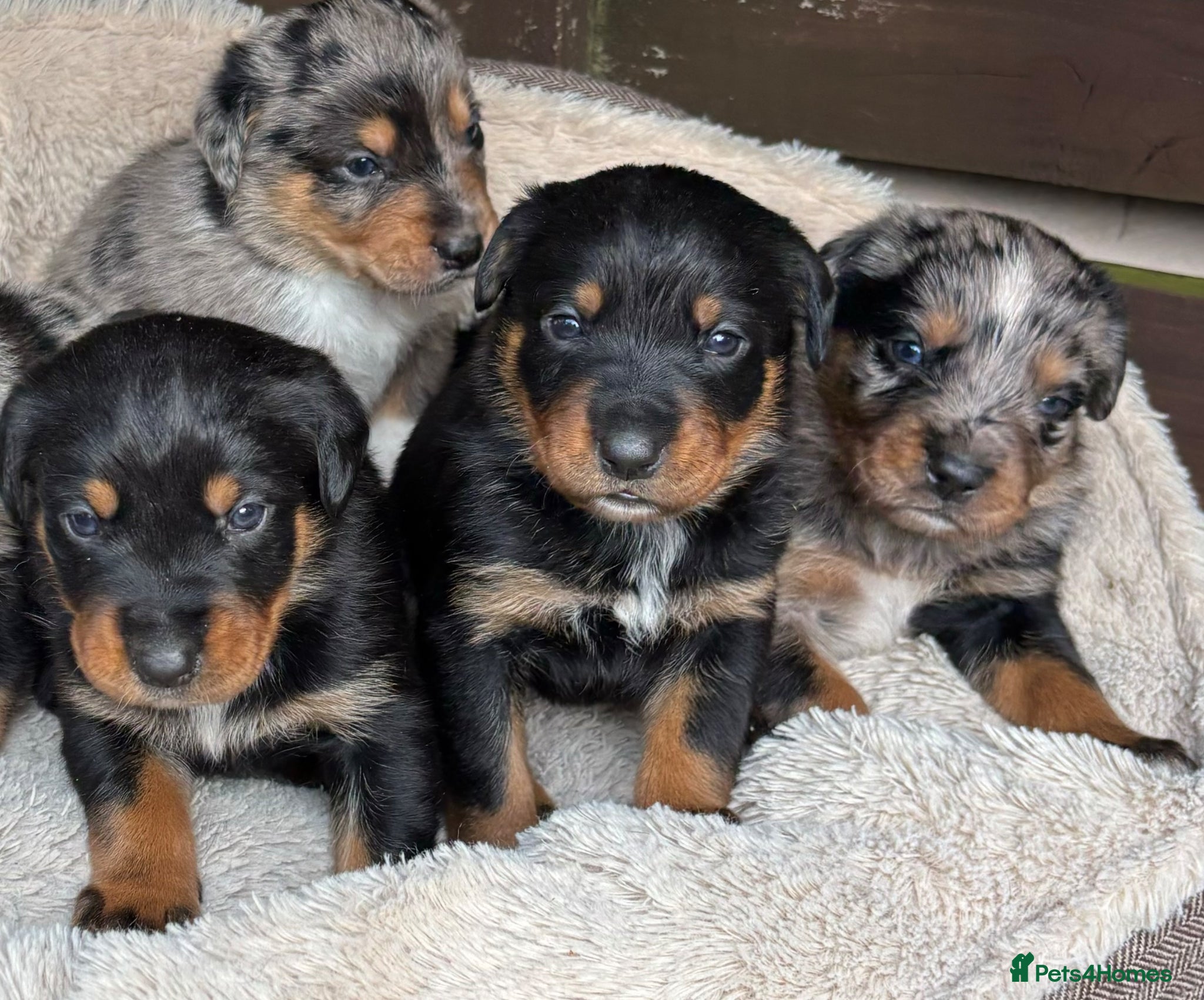 Mixed Breed dogs Border Rotty puppies for sale  - Advert 7