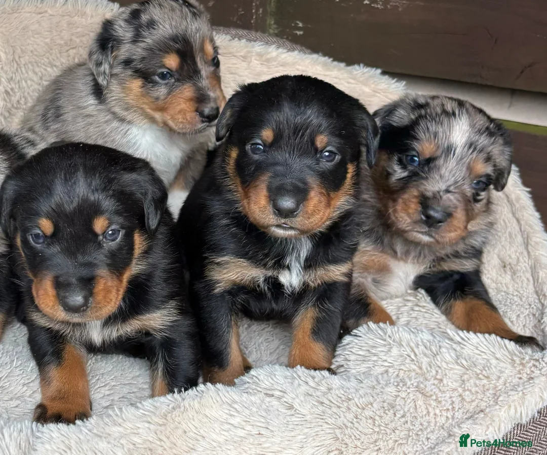 Mixed Breed dogs for sale: Border Rotty puppies for sale  - Advert 1