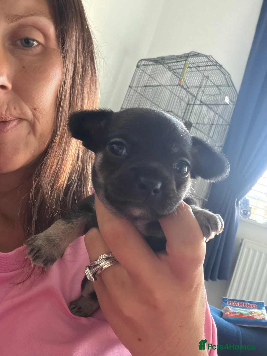 Chihuahua dogs for sale: Chihuahua puppies - Advert 11