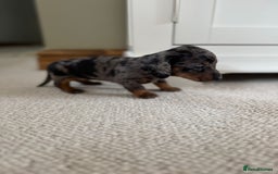 Miniature Dachshund dogs for sale: BEAUTIFUL MINIATURE DACHSHUNDS PUPPIES FOR SALE - Image 4