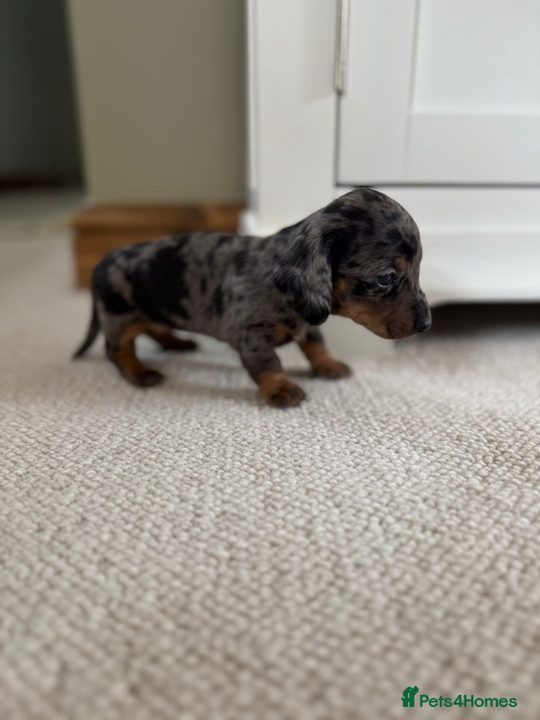 Miniature Dachshund dogs for sale: BEAUTIFUL MINIATURE DACHSHUNDS PUPPIES FOR SALE - Image 4