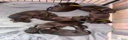 Whippet dogs for sale: KC Registered Blue Whippet Puppies  in Poole - Advert 3