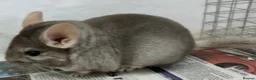 Chinchilla rodents for sale: Bertie, beautiful Beige boy - Advert 2