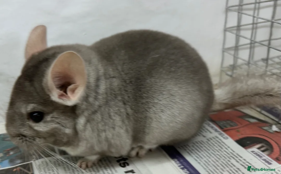Chinchilla rodents for sale: Bertie, beautiful Beige boy - Advert 2