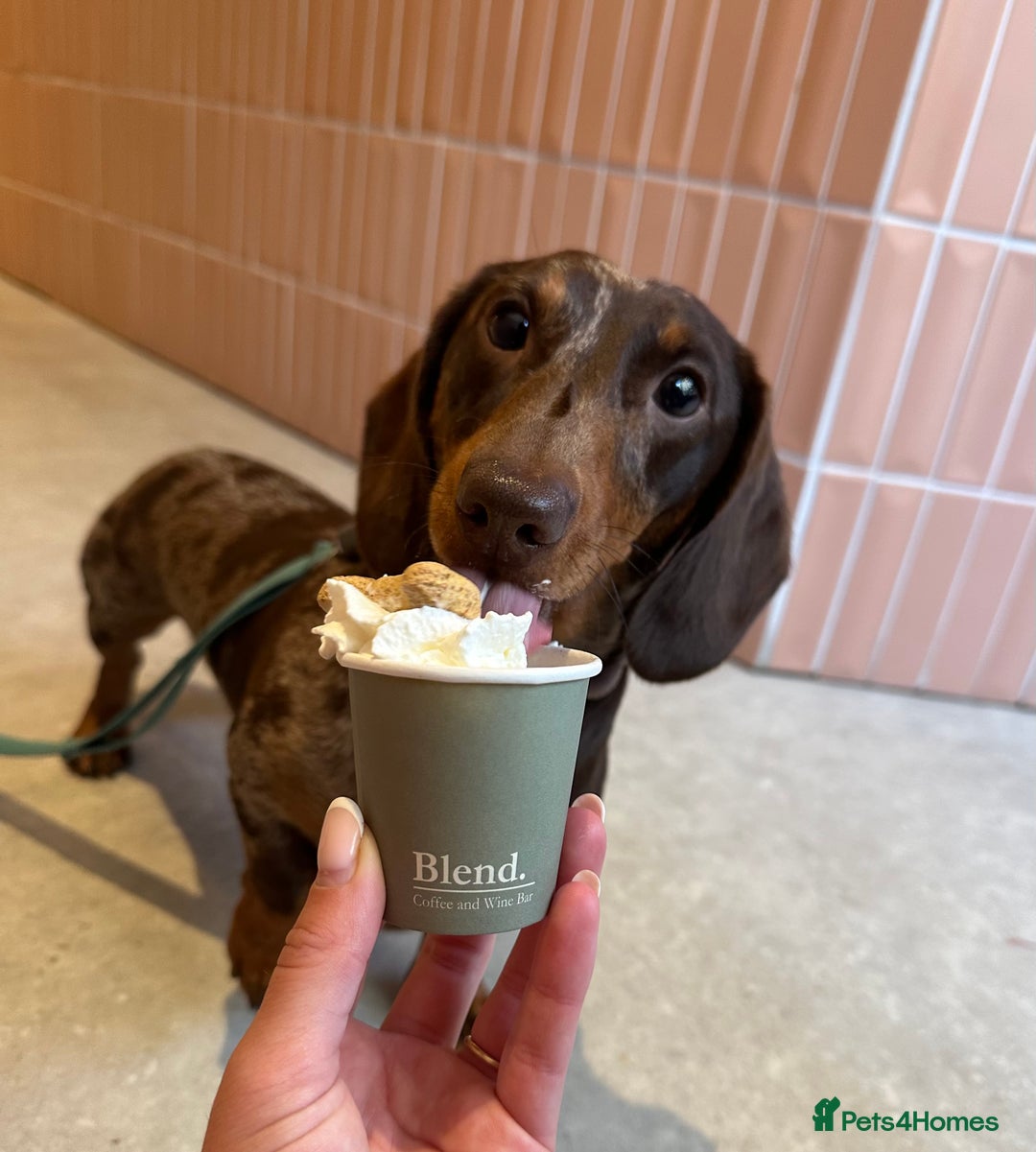 Miniature Dachshund dogs for sale: Otto  - Advert 2