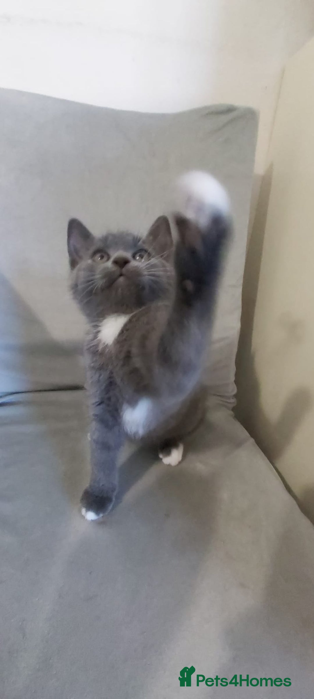 British Shorthair cats for sale: Beautiful little kittens  - Advert 7