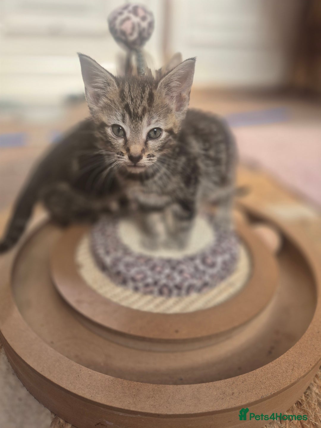 Maine Coon cats for sale: Maine coon x kittens - Image 3