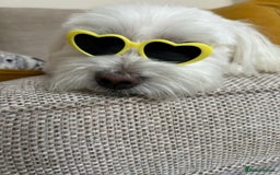 Maltese dogs for stud: Maltese Males (for Stud)  in Durham - Image 7