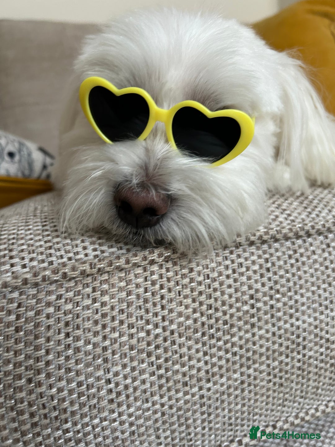 Maltese dogs for stud: Maltese Males (for Stud)  in Durham - Image 7