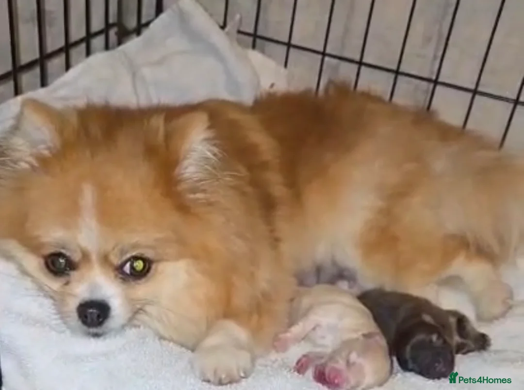 Pomeranian dogs for stud: Proven FCI Reg Choc & Tan Pomeranian Stud - Advert 2