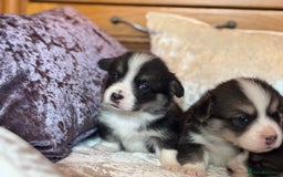 Welsh Corgi Pembroke dogs for sale: Pedigree, health tested parents, licensed breeder - Image 22