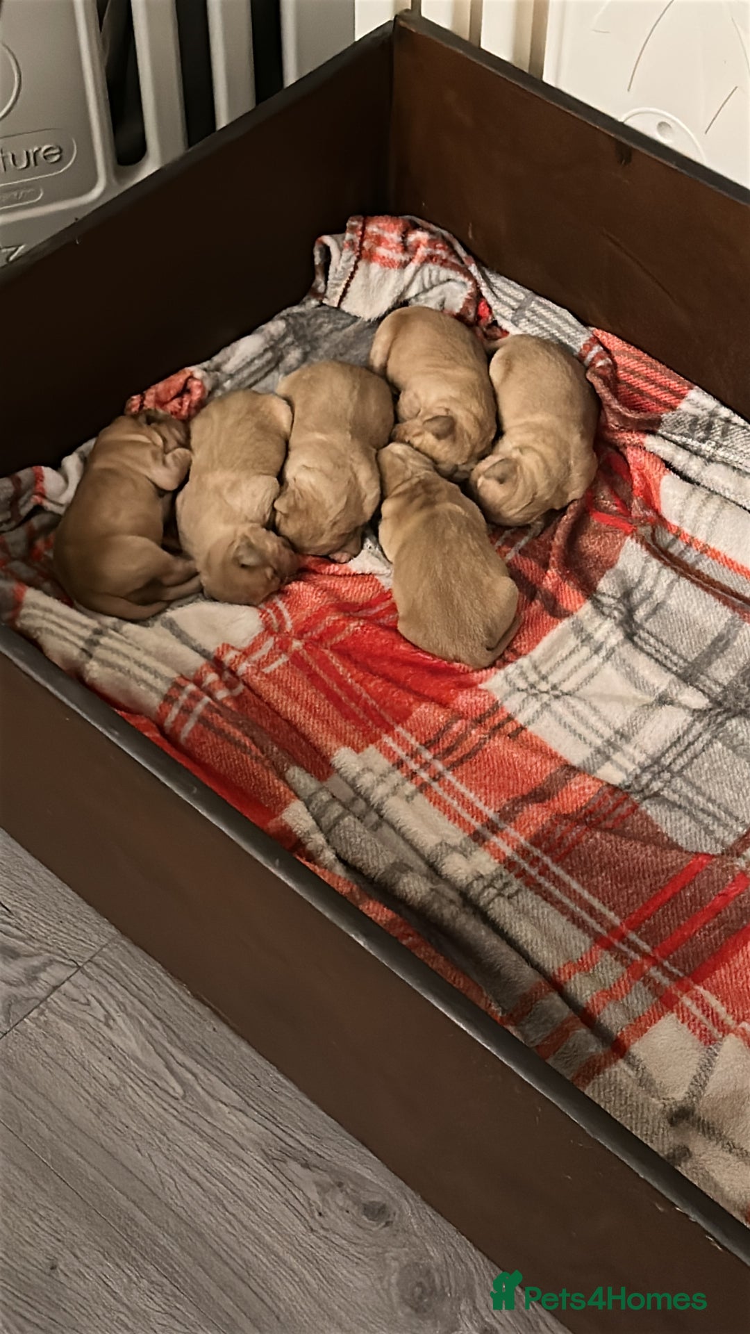 Golden Retriever dogs for sale: Golden retriever puppies kc reg dark - Advert 6