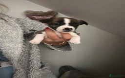 Jack Russell dogs for sale: Beautiful jack russle puppies - Image 4