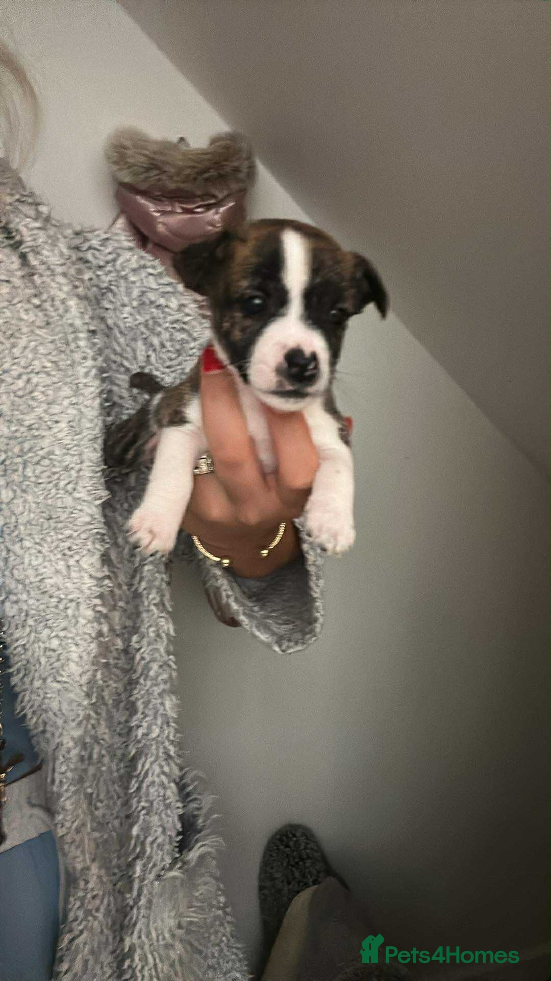Jack Russell dogs for sale: Beautiful jack russle puppies - Image 4