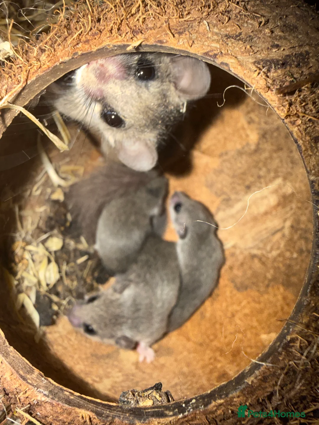 Mouse rodents for sale: X4 African Pygmy Dormice (Micro Squirrels)  - Advert 2