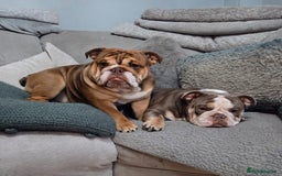 English Bulldog dogs for sale: English Bulldog puppie- Chocolate/tan & Brindle - Image 15
