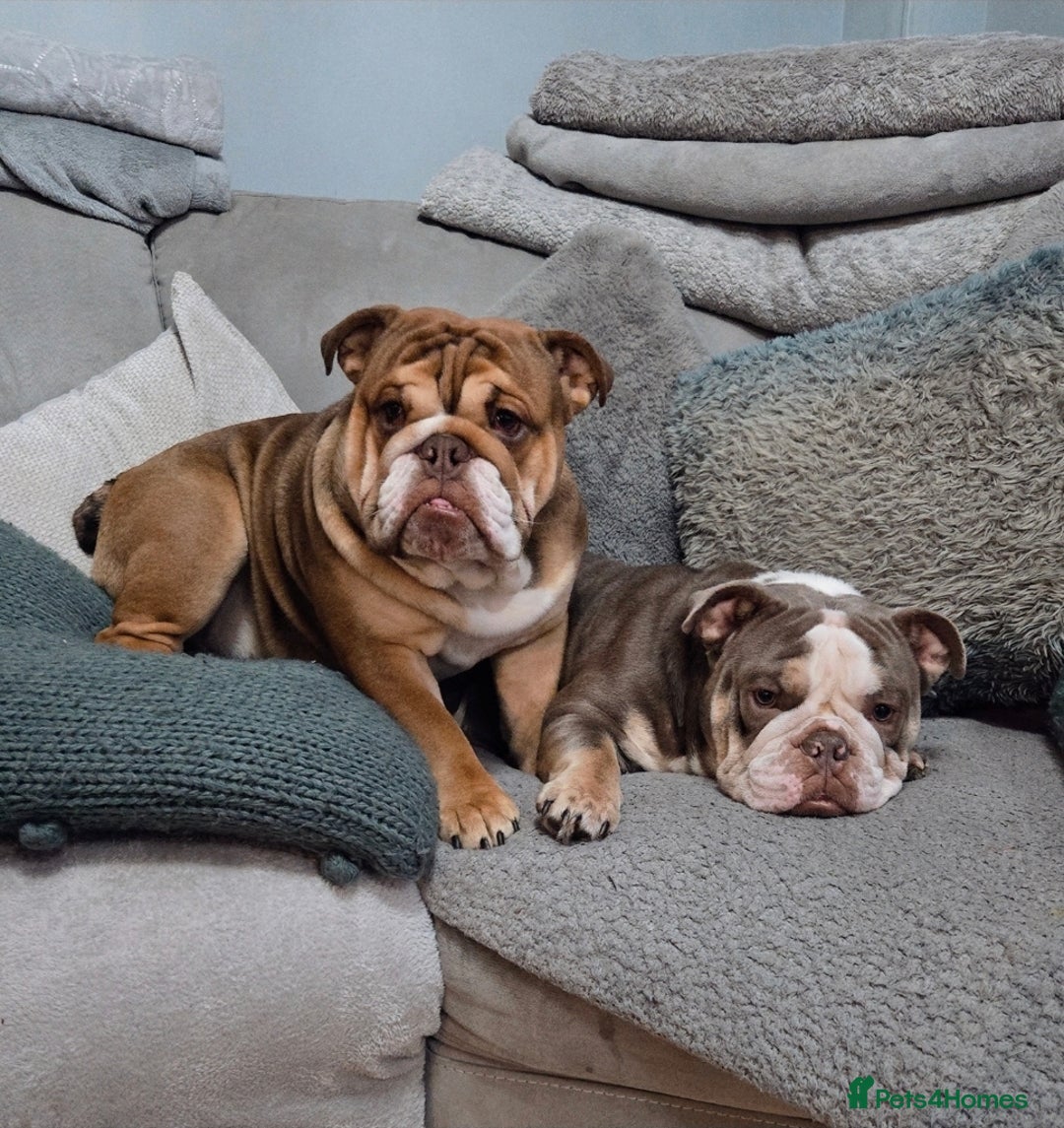English Bulldog dogs for sale: English Bulldog puppie- Chocolate/tan & Brindle - Image 15