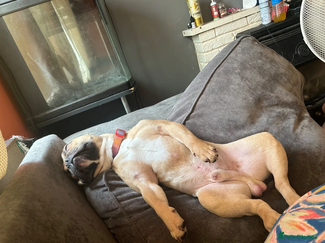 French Bulldog dogs for sale: French bulldog 3 years old  - Advert 3