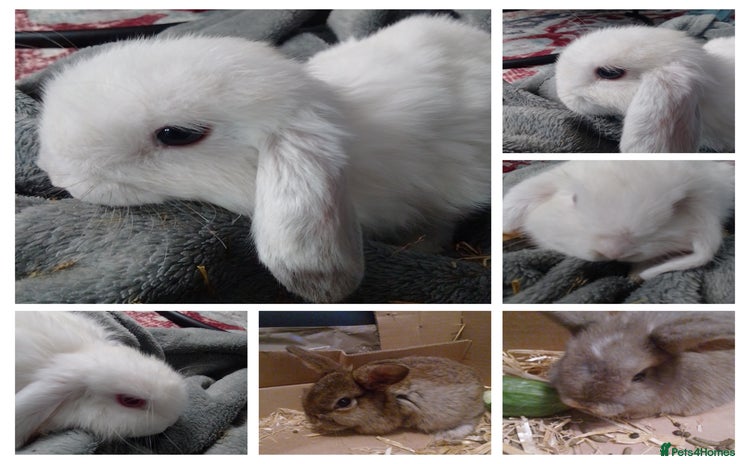 Mini Lop rabbits - Advert 4