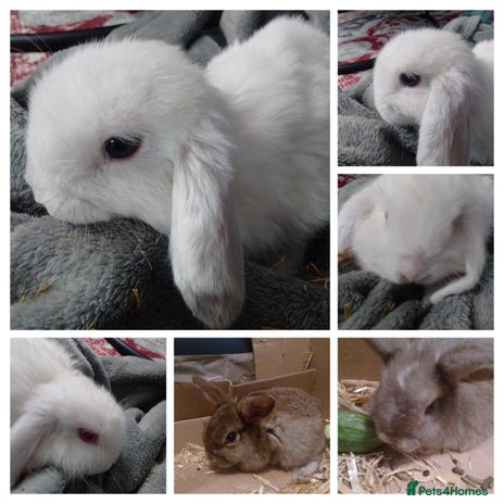 Mini Lop rabbits - Advert 10