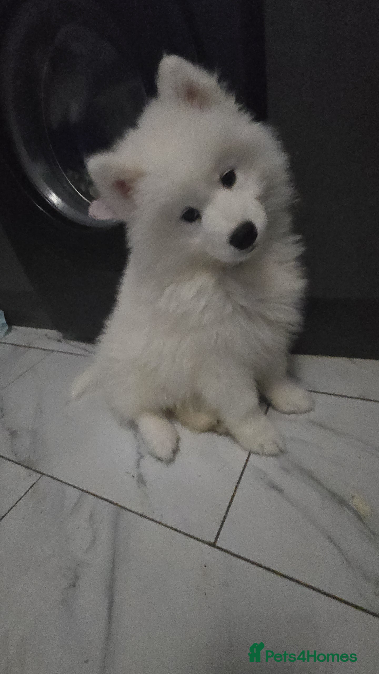 Samoyed dogs 1 samoyed girl left  - Advert 8