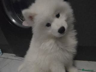 Samoyed dogs 1 samoyed girl left - Advert 8