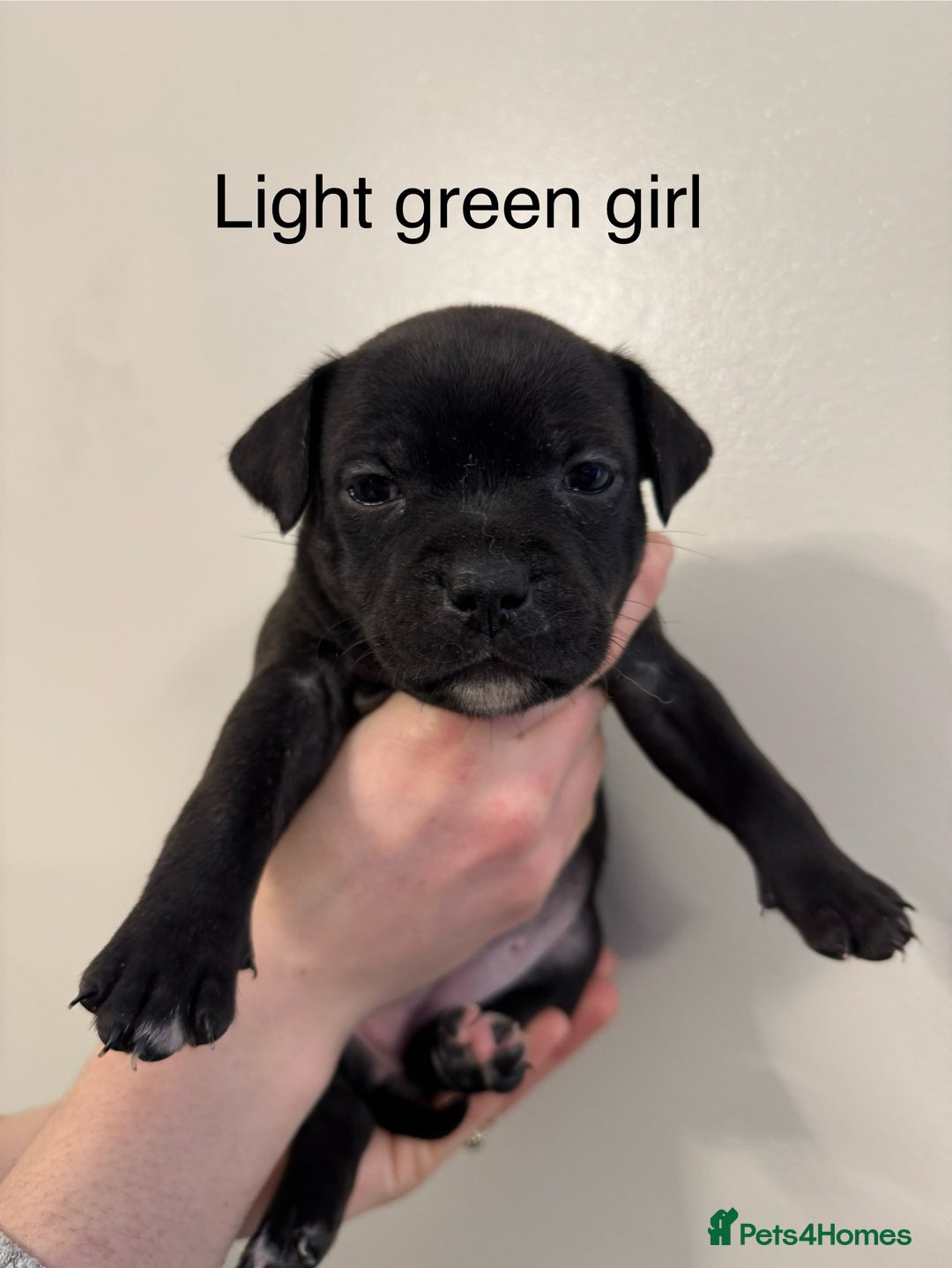 Staffordshire Bull Terrier dogs for sale: KC Staffordshire bull terrier puppies  - Advert 31