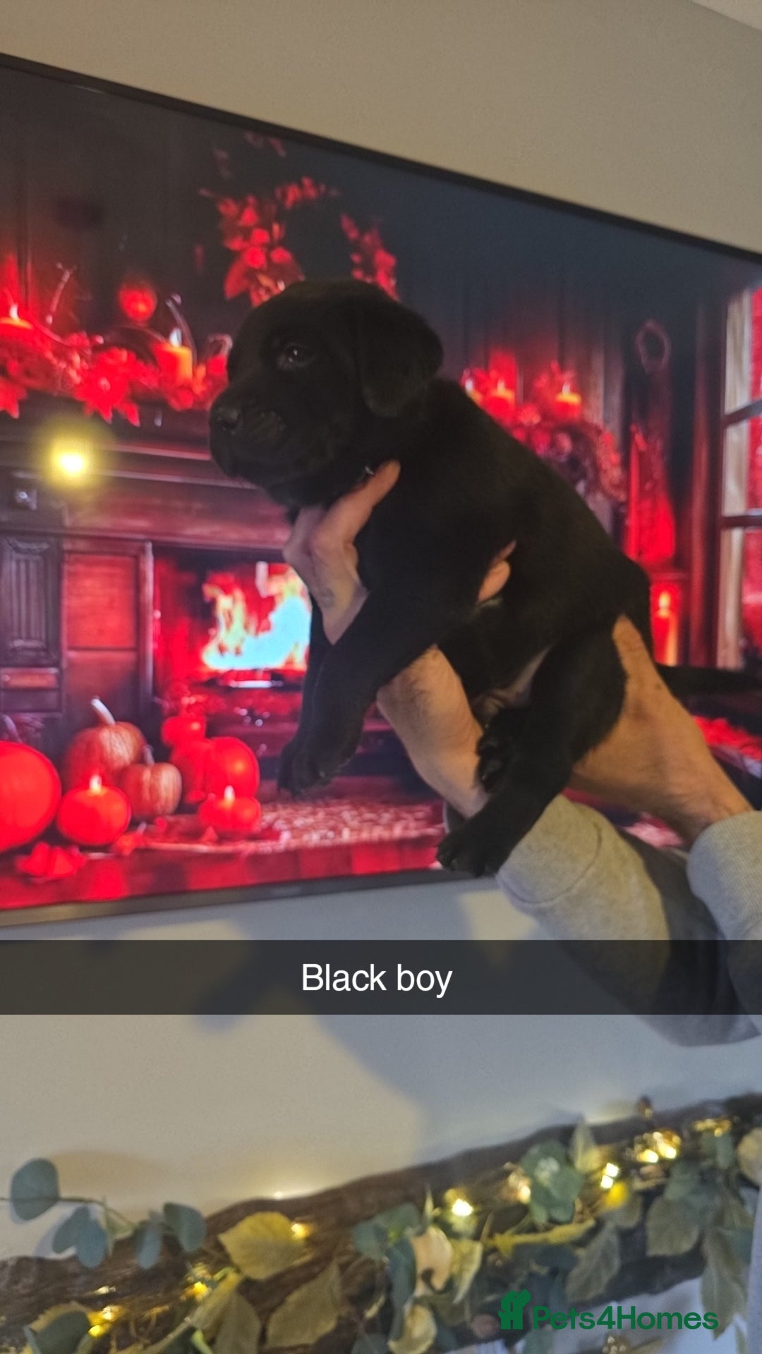 Labrador Retriever dogs for sale: Chunky labradors puppies - Image 8
