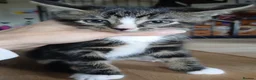 British Shorthair cats for sale: Ready for new homes this week  - Advert 1