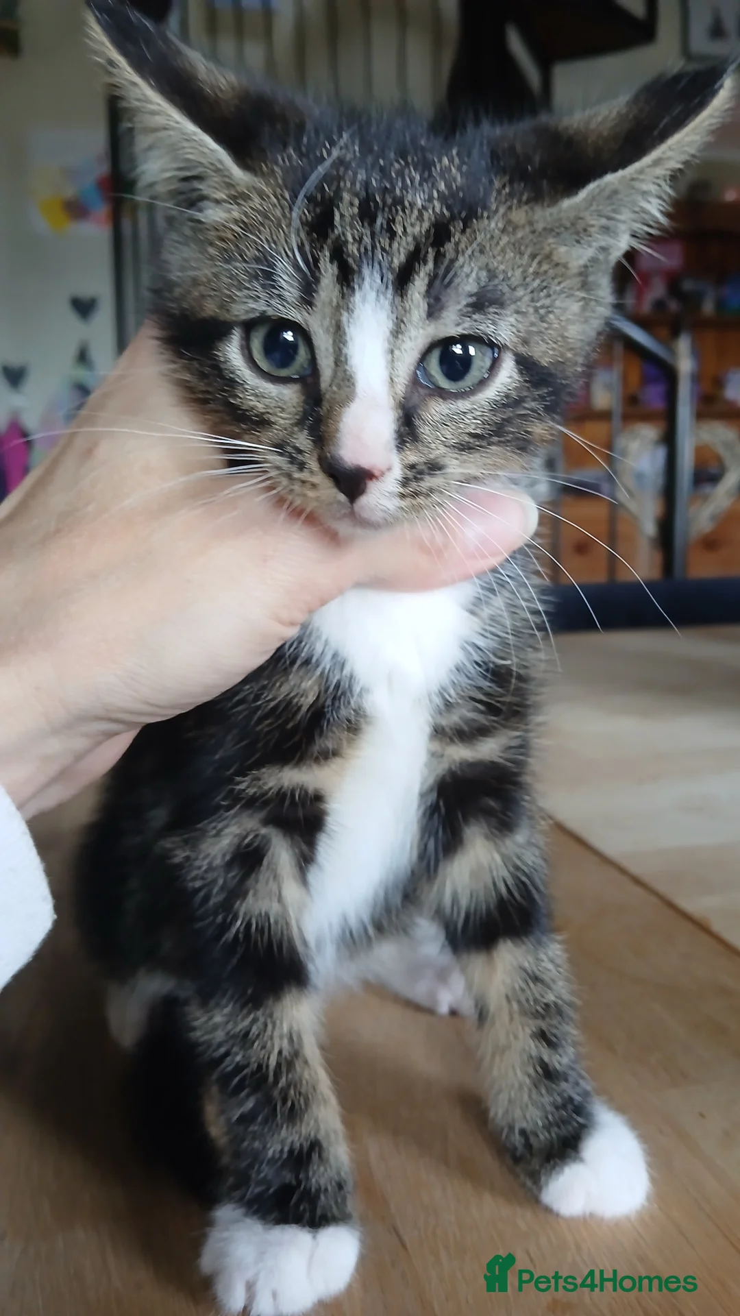 British Shorthair cats for sale: Ready for new homes this week  - Advert 1