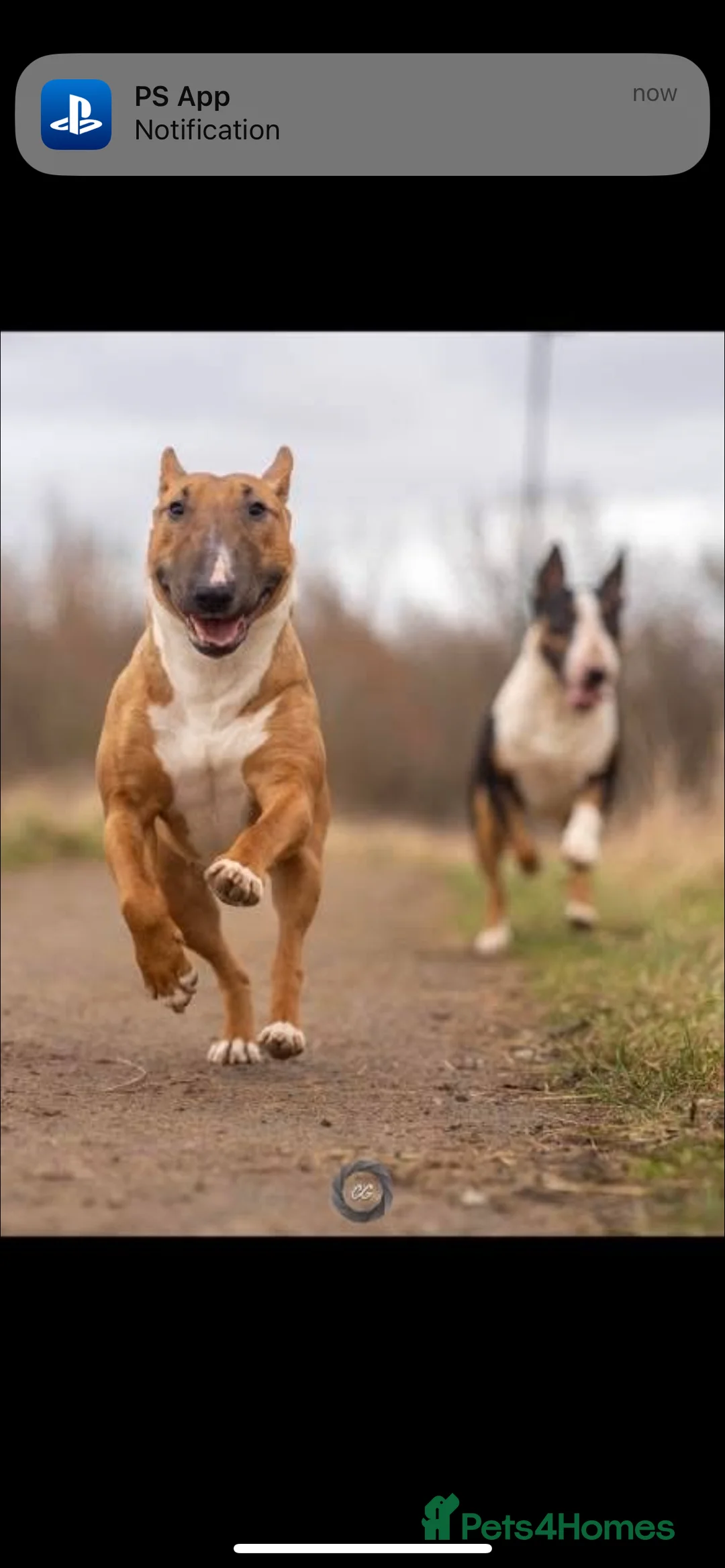 English Bull Terrier dogs for sale: Kc Miniature English bull terriers  - Advert 13